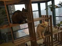 -萌喵宠狗爱心宠咖