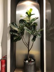 -Garden花園造型