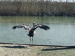 -盐城丹顶鹤湿地生态旅游区