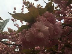 iphone_upload_pic-中科大东区东苑餐厅(天使路店)
