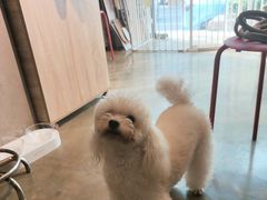 -PETKIT小佩宠物·低压洗护(国顺东路店)