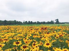 景点-歌斐颂巧克力小镇