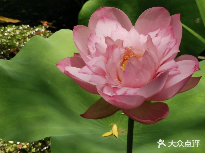 陈家山荷花公园图片