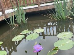 -五缘湾湿地公园