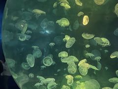 -江和美海洋公园