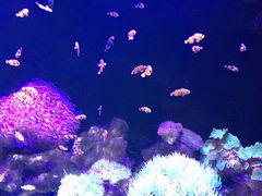-星巴克(武汉协和医院店)