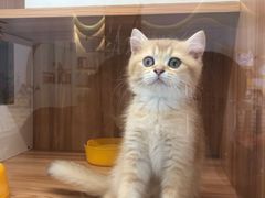 -钦宠·猫咪售卖·洗护·寄养(东圃旗舰店)