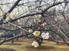 -香雪海