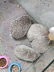 -神奇动物撸宠馆·羊驼·小浣熊·异宠(豫园店)