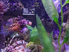 -太平洋海底世界