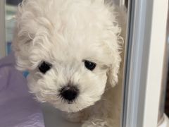 -翊宠yipet猫狗购宠庄园犬舍•猫舍