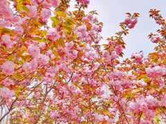 -合肥滨湖国家森林公园