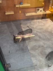 -神奇动物撸宠馆·羊驼·小浣熊·异宠(豫园店)