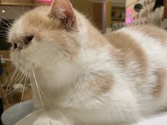 -滚猫咖啡·猫咖·猫友好撸猫(未来城店)