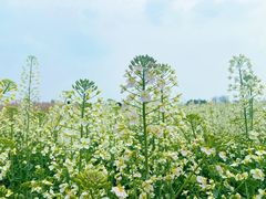 -中国天府农业博览园