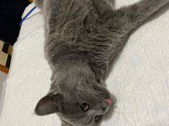 -灵美宠物诊所