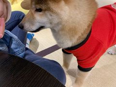 -逗柴咖啡屋·狗咖猫咖宠物桌游