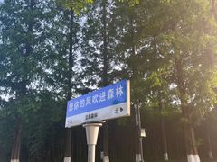 -黄海国家森林公园