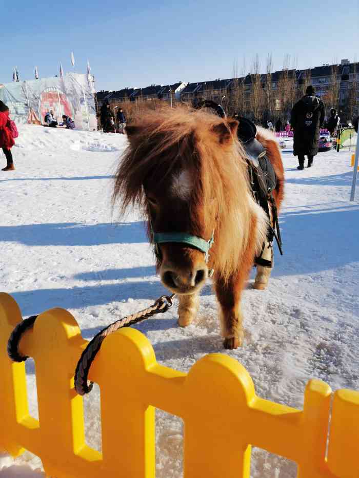 常营体育公园冰雪嘉年华-"我的票是朋友送的,我住土桥坐6号线过去没.