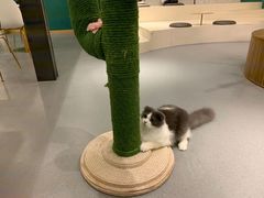 -飞行喵MR PILOT|猫舍·猫咖(静安大融城店)