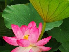 -荷塘月色湿地公园·向阳花洲