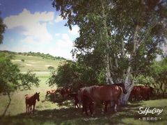 -塞罕坝国家级自然保护区