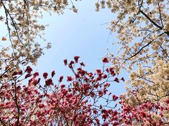 -樱花山风景区