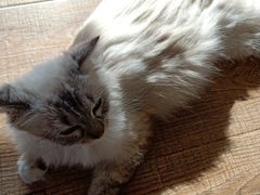 -猫的茶·猫咖