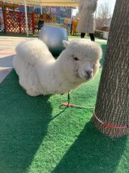 -萌宠亲子动物乐园(槐房万达店)