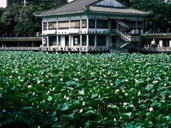 -荔湾湖公园