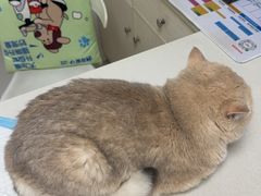 -宠颐生汉谟拉比宠物医院