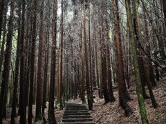 -武陵山森林公园