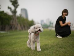 -PETKIT 小佩宠物·低压洗护·美容·寄养(安远店)