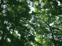 -九曜山