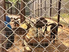 -青藏高原野生动物园