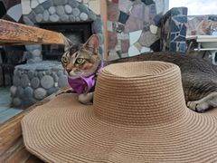 -喵屿·大理花园猫咖