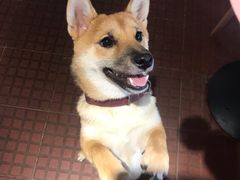 -柴犬高等学院·狗咖·柴犬售卖·宠物训练