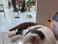 -喵园·猫主题咖啡厅·撸猫·猫咖(国贸店)