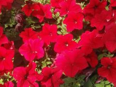 -武清南湖绿博园