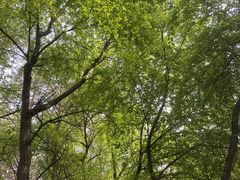 -黑龙江省森林植物园