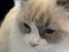 -有喵·猫咖·狗咖·30几只猫10只小狗(岗厦店)