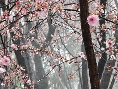 -南山植物园