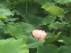 -荷塘月色湿地公园·向阳花洲