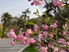 -莫愁湖公园