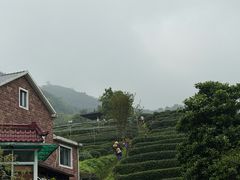 -阿巧茶庄