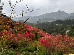 -木兰云雾山