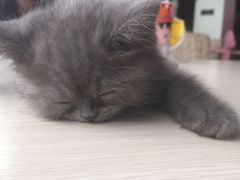 -萌喵宠狗爱心宠咖