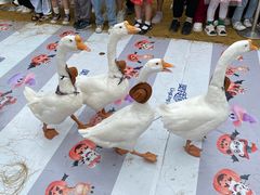 -灵玲国际马戏城