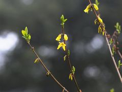 -杭州植物园