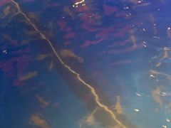 -钳真多钓虾馆·小龙虾海鲜烧烤(九六广场店)